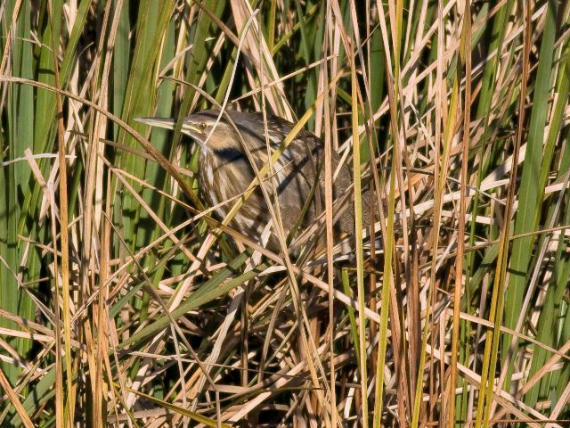 American Bittern American Bittern